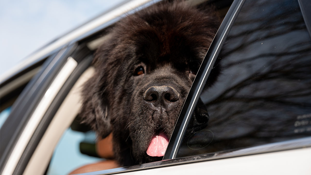 Johnson dog in the car