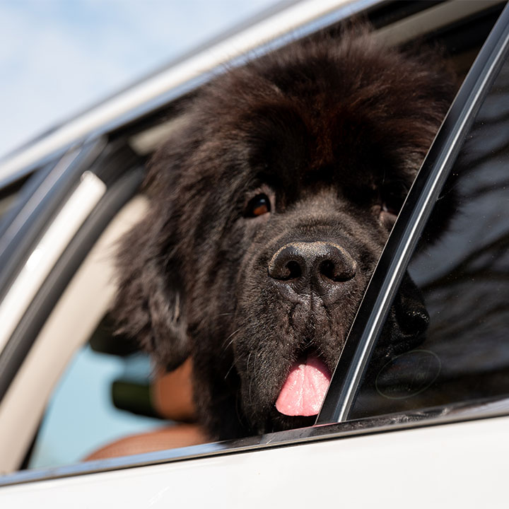 Johnson dog in the car