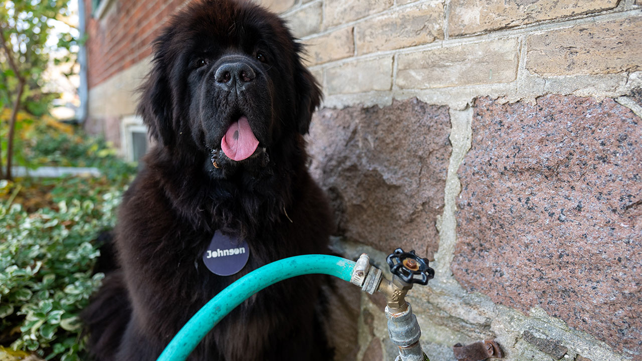 Johnson dog and a garden hose