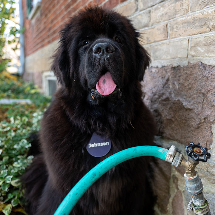 Johnson dog and a garden hose