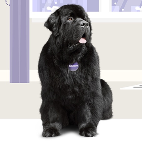 Top 10 things Johnson loves about being a Newfoundland dog