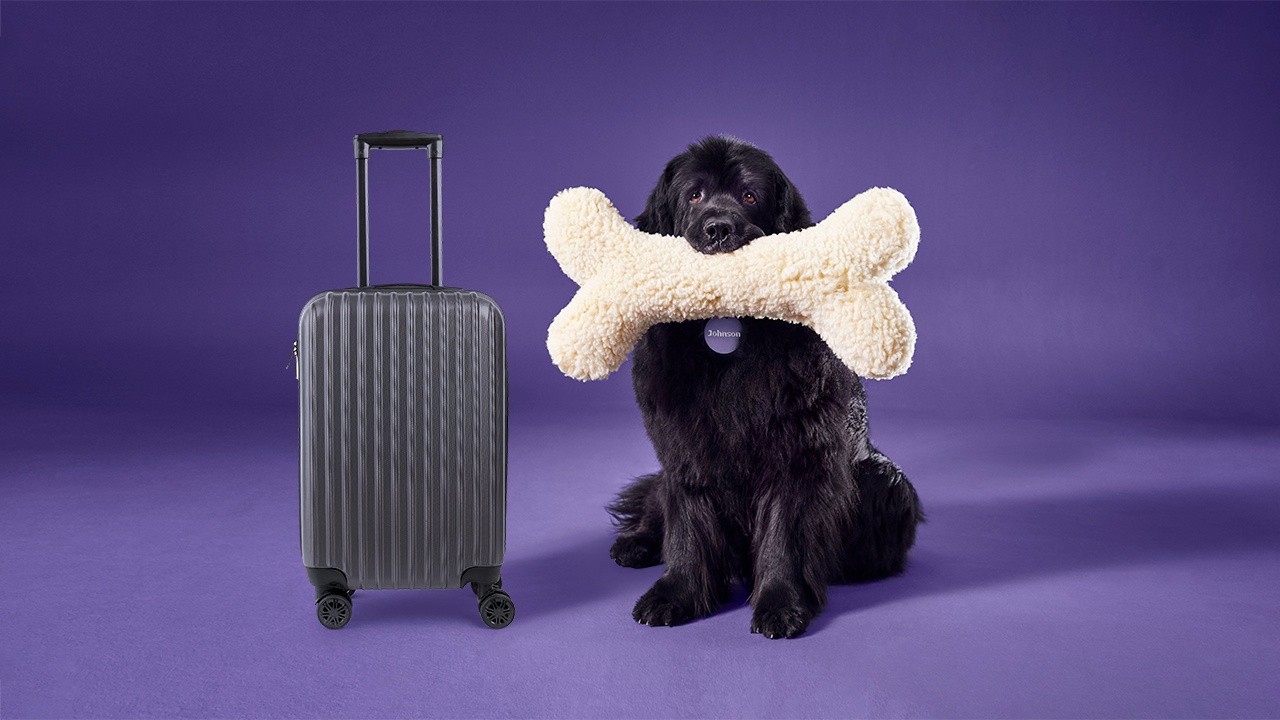 Chien Johnson avec un os et une valise