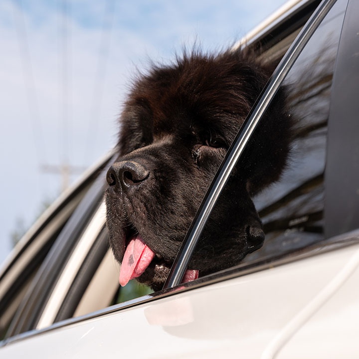 Renting a car? Consider this