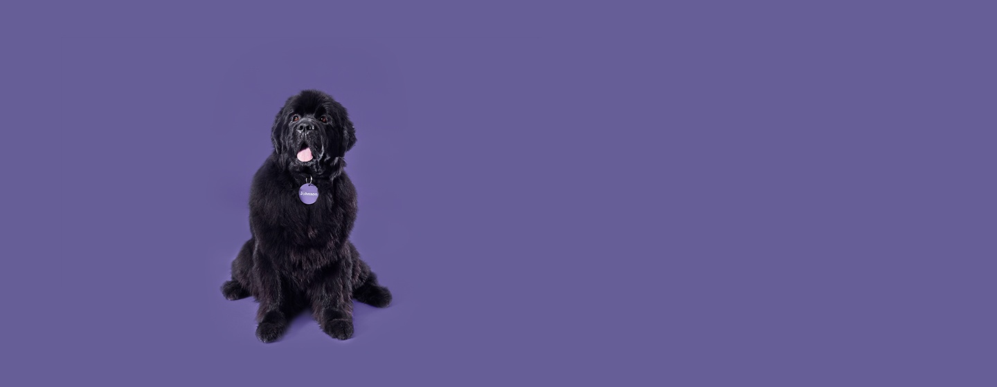 A large and lovable Newfoundland dog sits proudly with a smile.